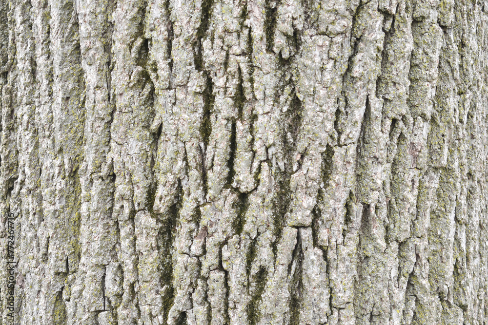tree bark tree bark