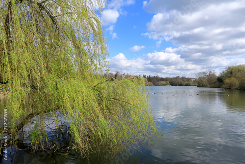 Pigeons sitting on a willow tree  overlooking the lake in Mote Park photo