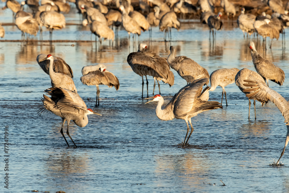 Naklejka premium Sandhill cranes (Grus canadensis) roosting in Platte River; Nebraska