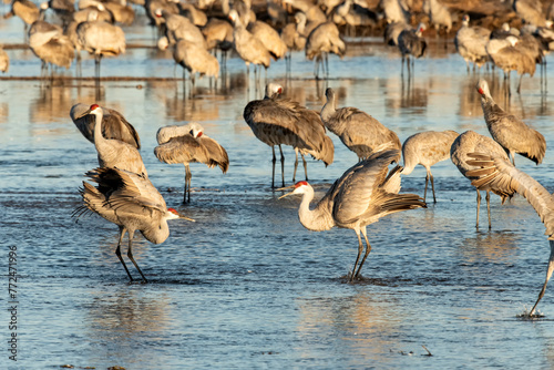 Принти на полотні Sandhill cranes (Grus canadensis) roosting in Platte River;  Nebraska