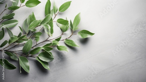 Branch of tree with green leaves on solid gray concrete background. Branch lying on bottom left side of image diagonally, leaves spread out across bottom of image. photo