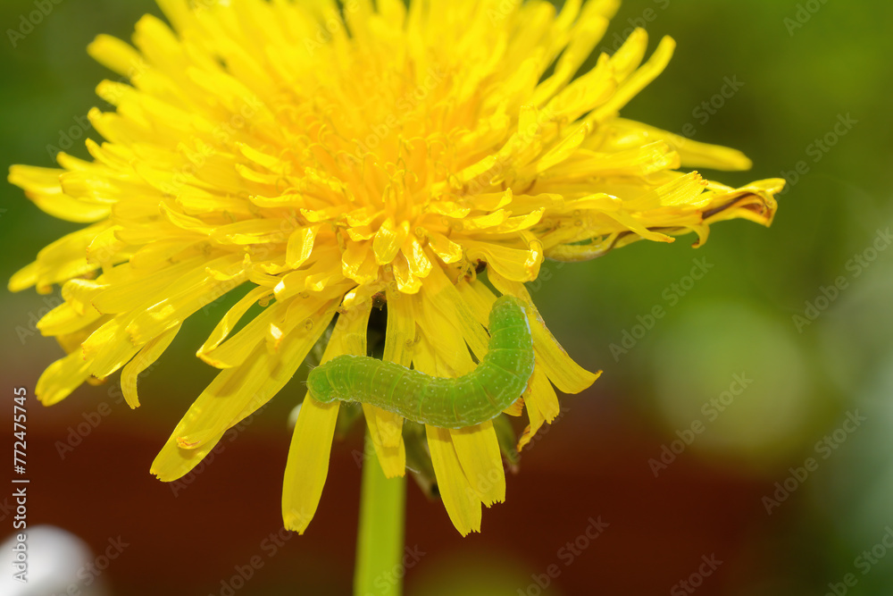 Green caterpillar on yellow dandelion flower Green caterpillar on yellow dandelion flower