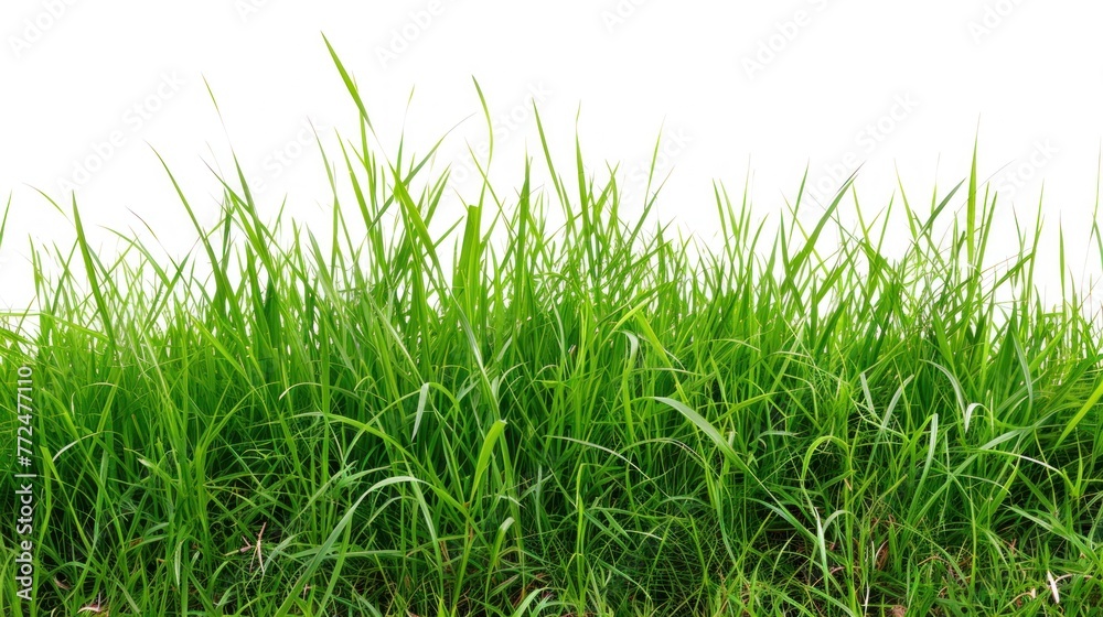 Fototapeta premium Fresh green grass white background.