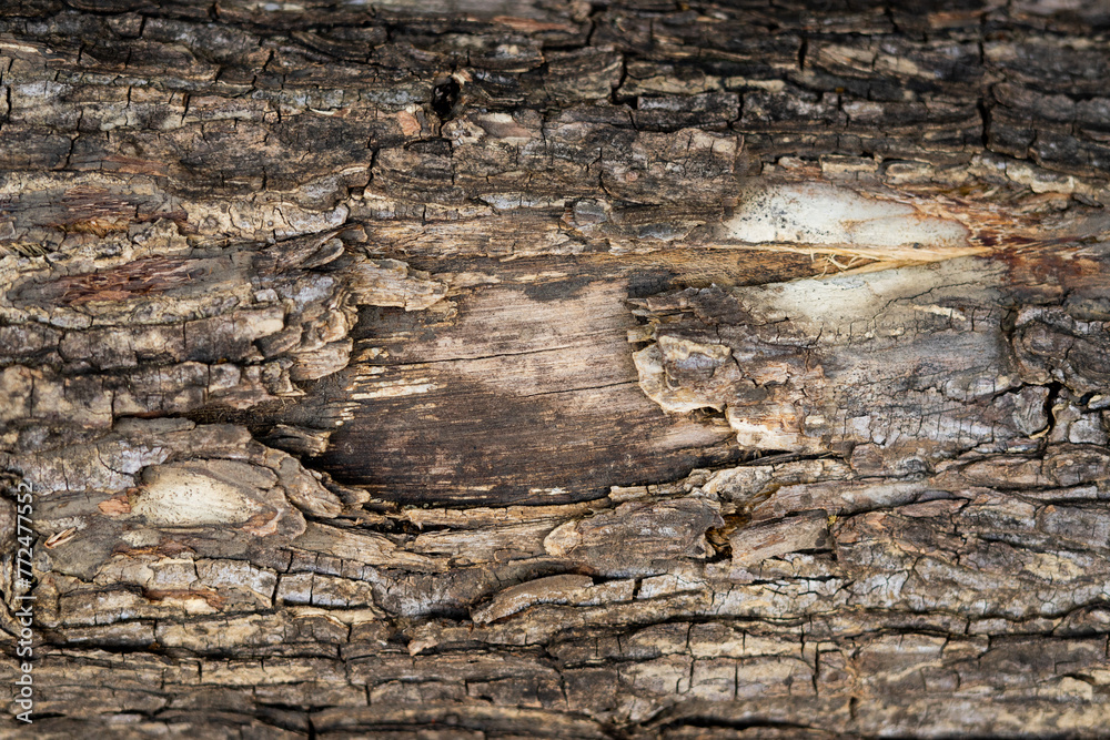 Close up of weathered tree trunks