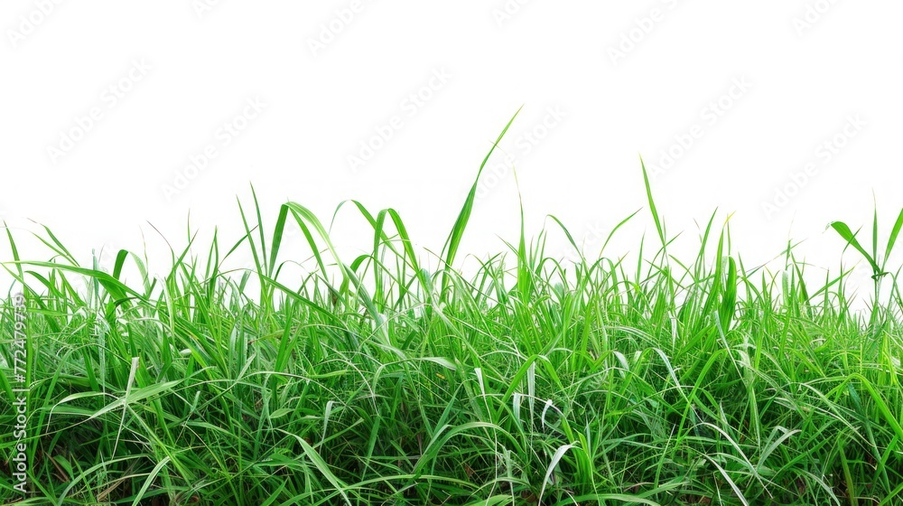 Fototapeta premium Fresh green grass white background.