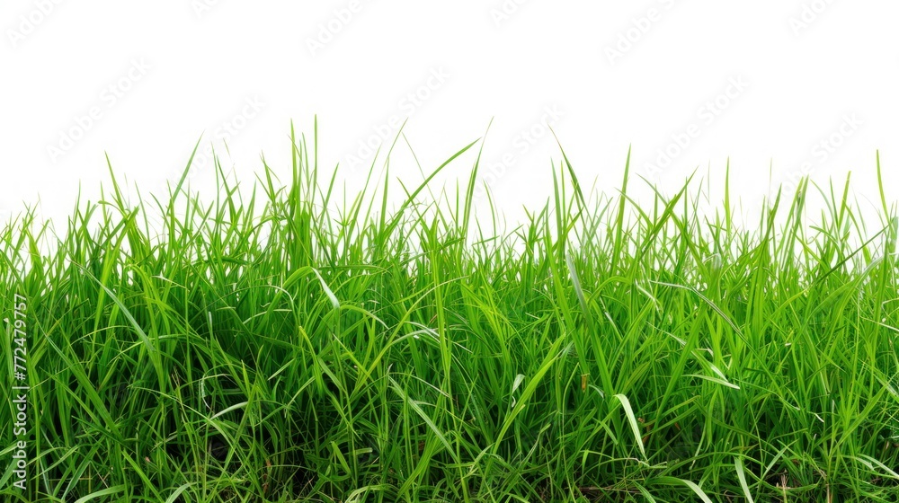 Fototapeta premium Fresh green grass white background.