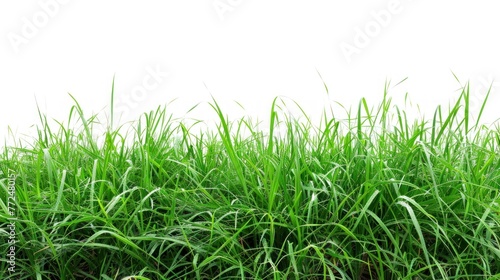 Fresh green grass white background.