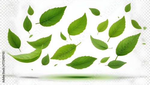 green leaves on white background