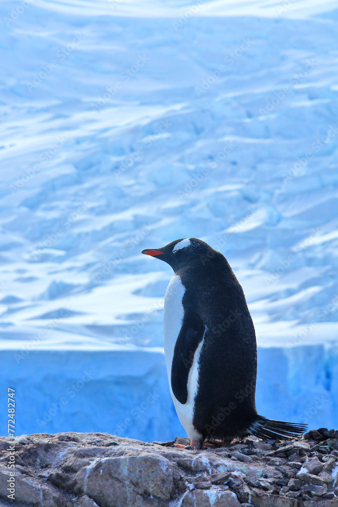 Obraz premium Gentoo penguin in Antarctica against the background of the landscape
