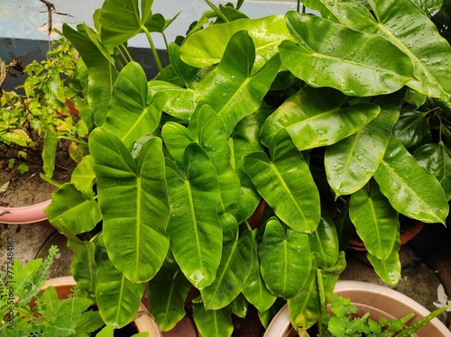 Eddo leaf or elephant ear or Japanese taro plant