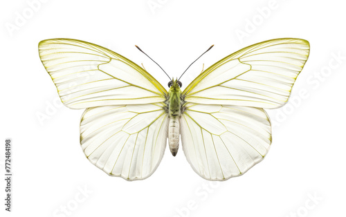 A delicate white butterfly gracefully flutters against a pure white background