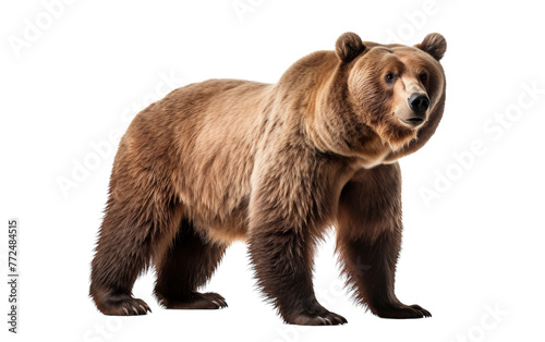 A majestic brown bear stands confidently atop a stark white background