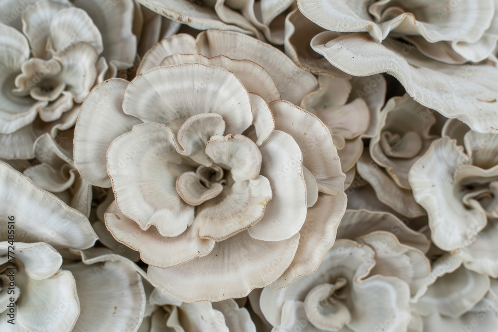 Mushroom texture for background and design. Beautiful background. Mushroom texture for background and design. Beautiful background.