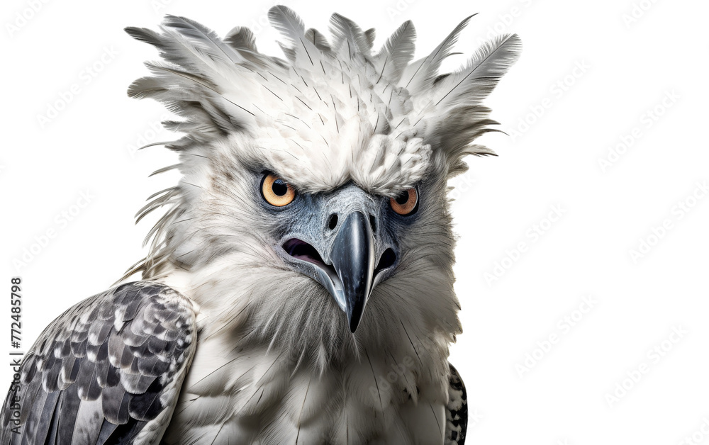 Fototapeta premium A magnificent bird of prey stares intensely at its target against a clean white background