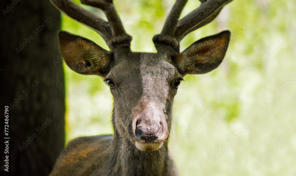 Fallow deer facing the camera. Portrait of deer.
Fallow deer facing the camera. Portrait of deer.