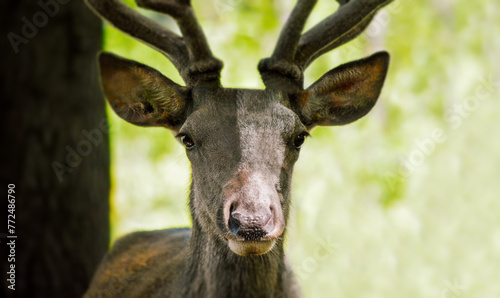 Tableau sur toile Fallow deer facing the camera. Portrait of deer.