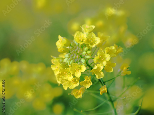 wild flower yellow tones, with a blurred background