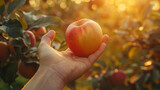 Hand holding an apple in orchard at sunset