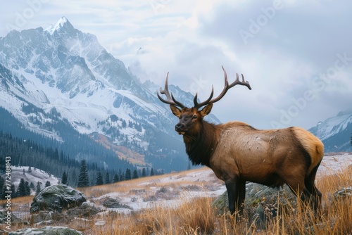 A large elk standing proudly in a grass covered field. Perfect for wildlife or nature themed projects