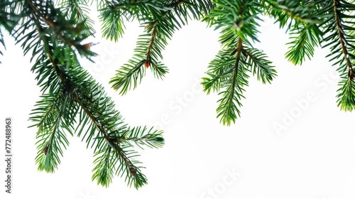 Close up of a pine tree branch  suitable for nature themes