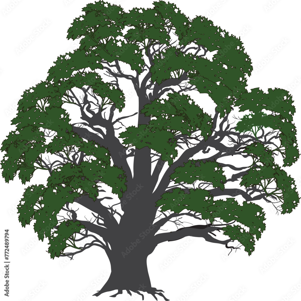 Obraz premium green isolated old tree with many branches