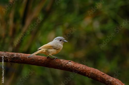 Brown-cheeked fulvetta (Alcippe poioicephala) or brown-cheeked alcippe observed in bird hide at Dandeli in Karnataka, India photo