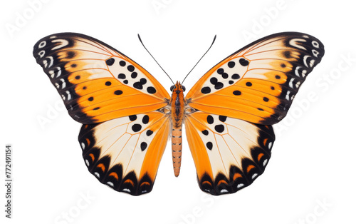 A large orange butterfly with black spots gracefully flutters its wings