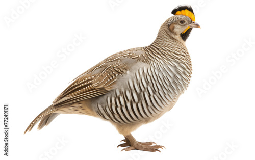 A detailed close-up of a bird perched on a white background © FMSTUDIO