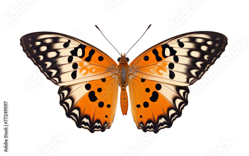 A large orange butterfly with black spots gracefully flutters its wings © FMSTUDIO