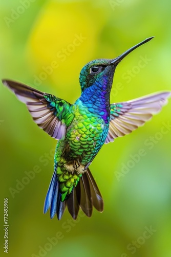 A vibrant hummingbird in mid-flight, perfect for nature designs