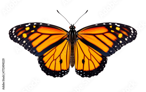 A large orange butterfly adorned with white dots gracefully flutters its wings