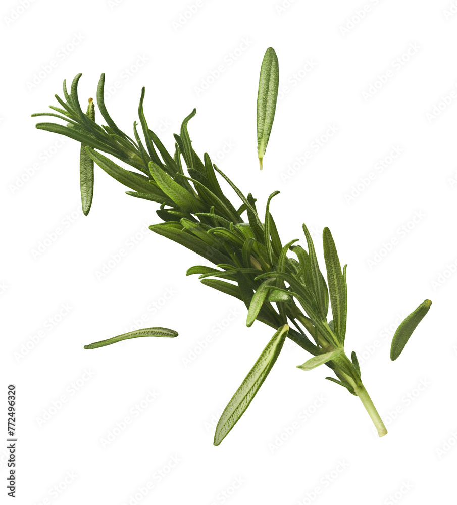 Fototapeta premium Fresh green rosemary herb falling in the air isolates on white background