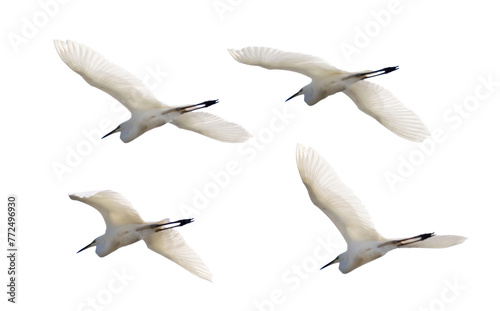 four isolated white herons in flifgt