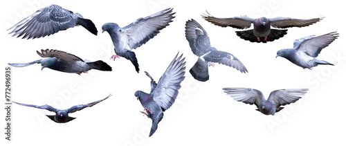 rock isolated nine flying doves © Alexander Potapov