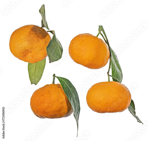 four ripe orange tangerines with leaves set © Alexander Potapov