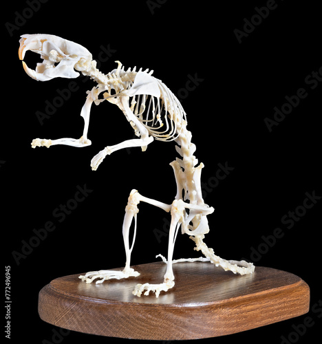 rat skeleton on board isolated on black © Alexander Potapov