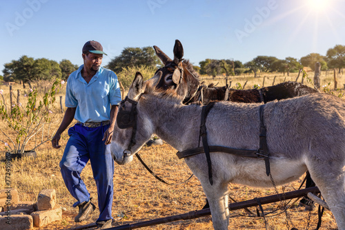 african farmer with his donkeys in the field, small business, in the village at sunset, © poco_bw