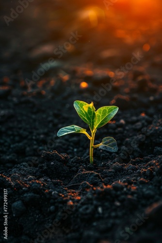 Small Green Plant Sprouting From Ground