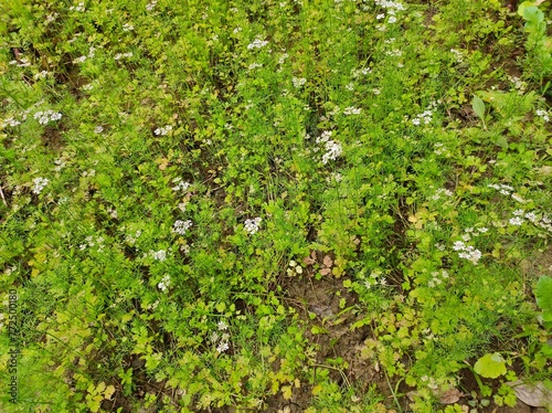 Coriander plants in the garden