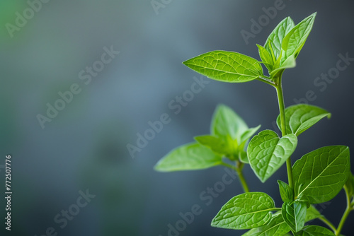 Mint plant on dark background, macro, summer, springtime, environment
