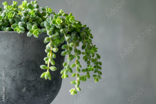 A plant with green leaves is in a black pot