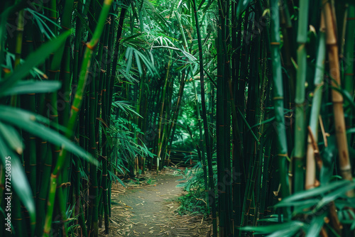 A path through a dense forest of bamboo