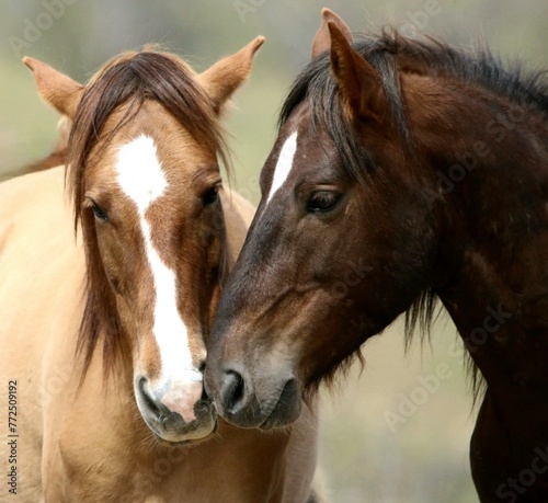 Fototapeta Naklejka Na Ścianę i Meble -  Two Wild Horses in the Desert