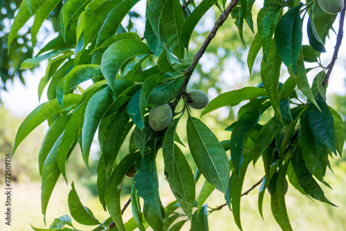 Unreife, grüne Pfirisch Früchte hängen am Baum
