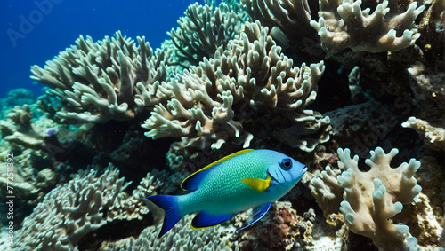 Tropical Reef Fish 