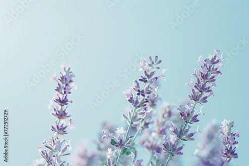 Lavender flowers on blue sky background, soft focus. Nature background.