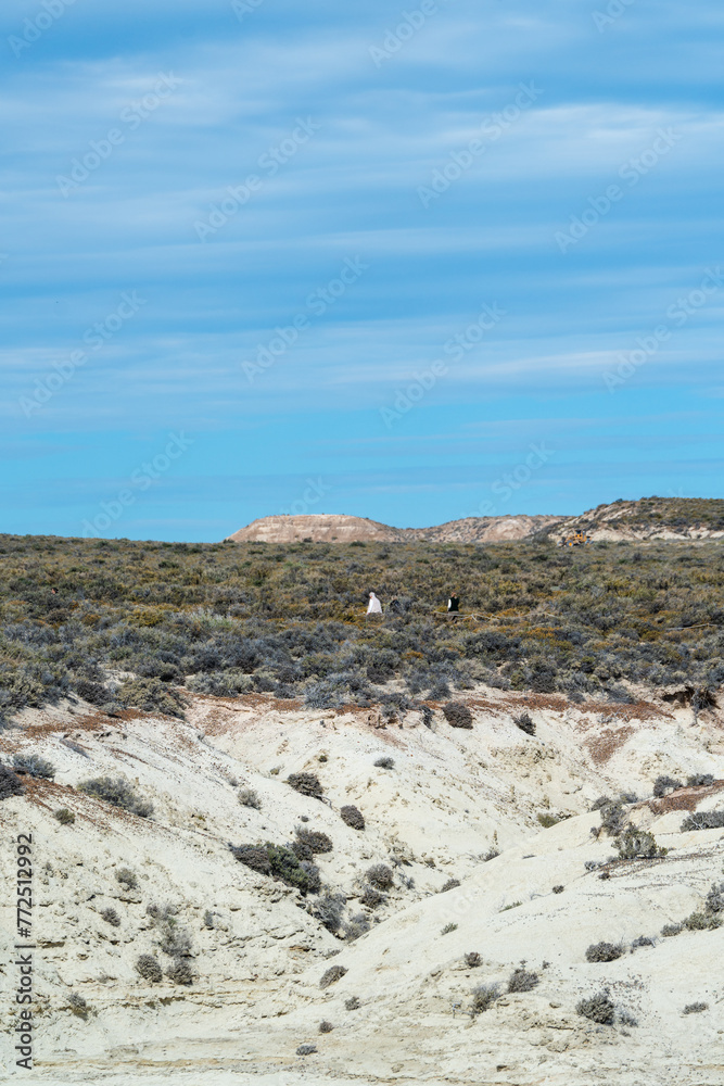 Seal colony at Puerto Madryn in Argentina 