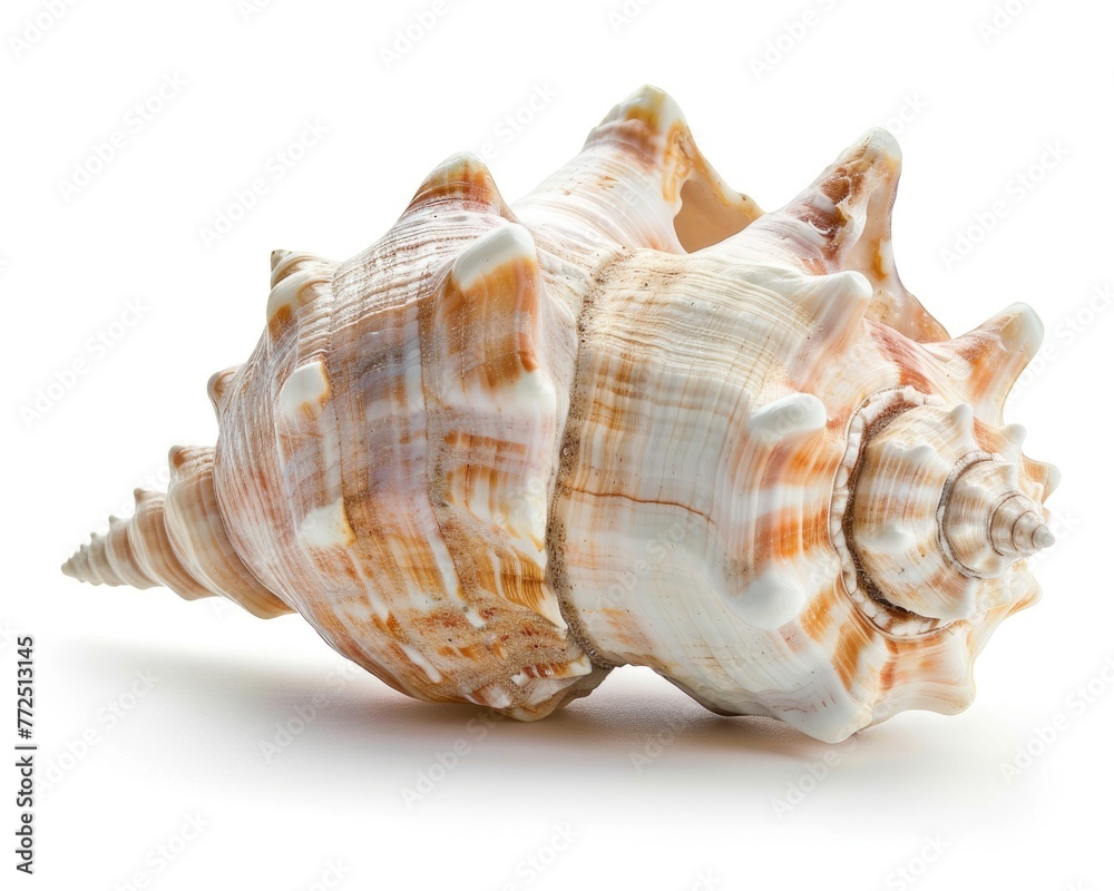 Isolated Conch Shell on White Background. Perfect for Ocean, Beach, and Vacation Concepts Isolated Conch Shell on White Background. Perfect for Ocean, Beach, and Vacation Concepts