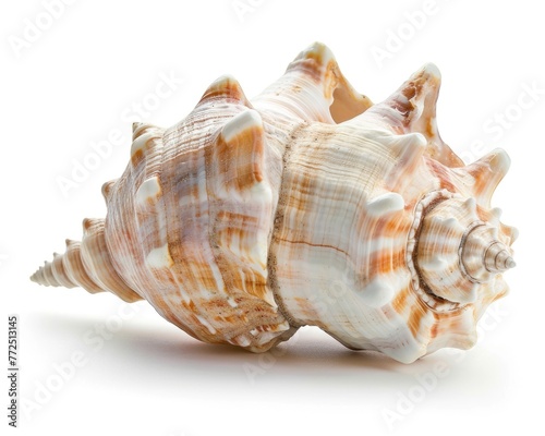 Isolated Conch Shell on White Background. Perfect for Ocean, Beach, and Vacation Concepts