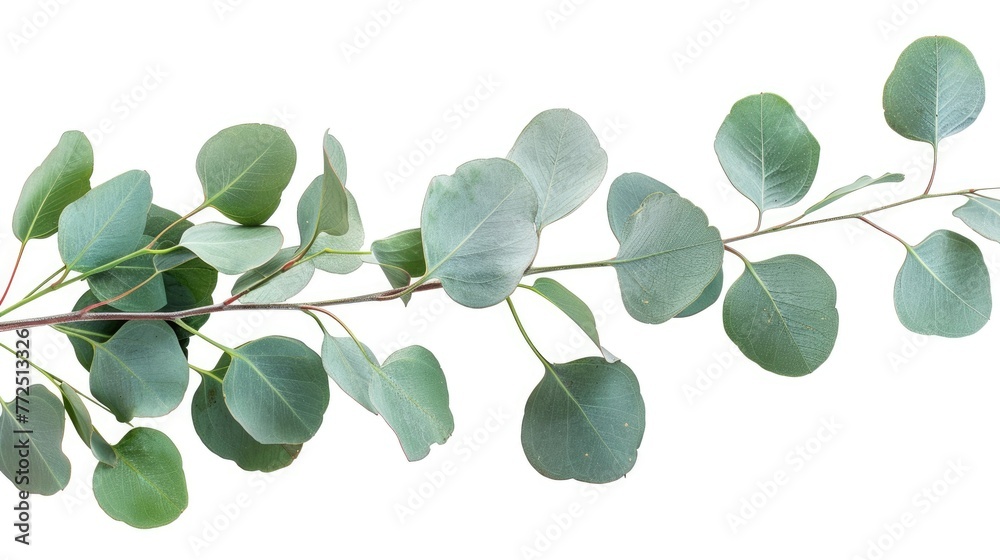 Obraz premium Eucalyptus On White Background - Isolated Tree Branch and Green Leaves Nature Closeup